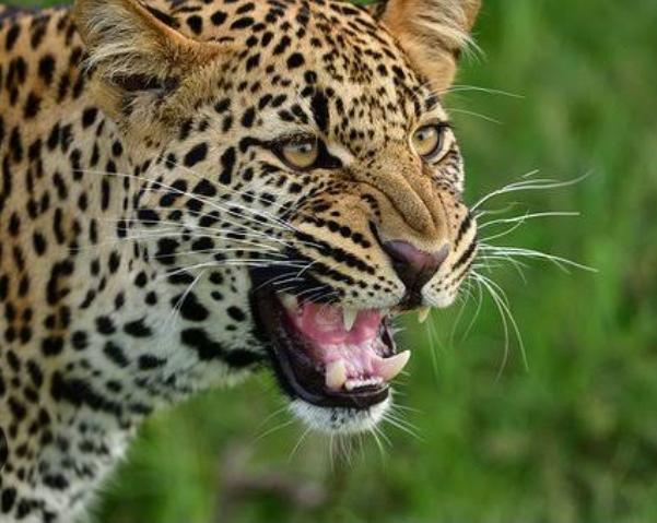 CG NEWS: Terror of man-eating leopard continues, cattle attacked, died....