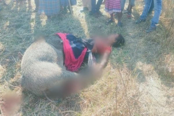 CG NEWS : बेटी को बचाने माँ ने गवाई जान, जंगली सूअर को उतारा मौत के घाट, आधे घंटे तक करती रही संघर्ष 