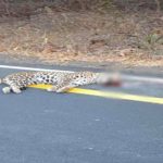 MP NEWS: Blood-soaked leopard found on the road, stir in forest department