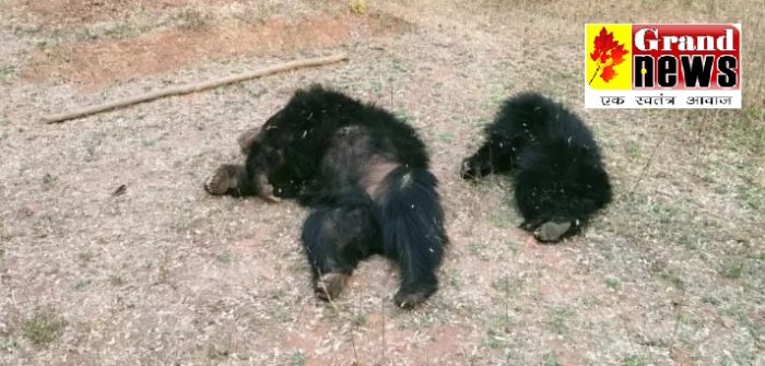 CG NEWS: 2 bears died due to electrocution, there was a stir in the forest department