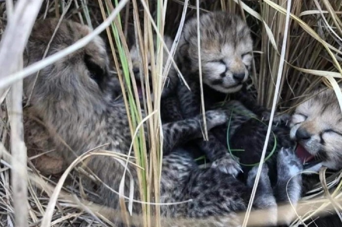 Kuno National Park: Echoing in Kuno National Park, female cheetah gave birth to four cubs