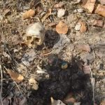 CG NEWS: Woman's skeleton found in forest, stir, police engaged in identifying clothes