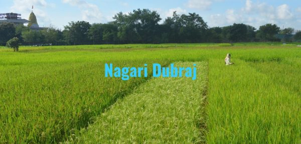 CG NEWS : नगरी दुबराज चावल को मिला जी.आई. टैग, देश के साथ-साथ विदेशों में भी बढ़ेगी मांग, सीएम बघेल और कृषि मंत्री ने दी बधाई