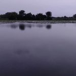 CG NEWS : असामाजिक तत्वों ने तालाब में डाला जहर, सैकड़ों मछलियों की मौत, मचा हड़कंप 