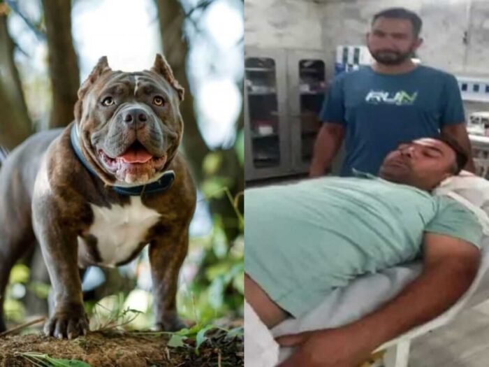 VIRAL NEWS: Pitbull dog chewed the private part of the young man, the mob beat the dog to death