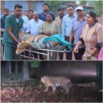 CG NEWS : छत्तीसगढ़ में पहली बार बाघ के विचरण की मॉनिटरिंग के लिए लगाया गया रेडियो कॉलर, छोड़ी गयी आज एक मादा बाघिन, देखें VIDEO 