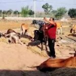 CG ACCIDENT: Truck full of cattle accident, 12 killed, driver absconding