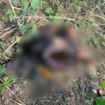 RAIPUR NEWS : अधनग्न अवस्था में मिली युवक की सड़ी गली लाश, इलाके में फैली सनसनी, जांच जारी 