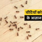 How to Get Rid of Ants : घर में चीटियों के आतंक से हैं परेशान? तो आजमाएं ये 5 तरीके घर में नहीं दिखेंगी चीटियां 