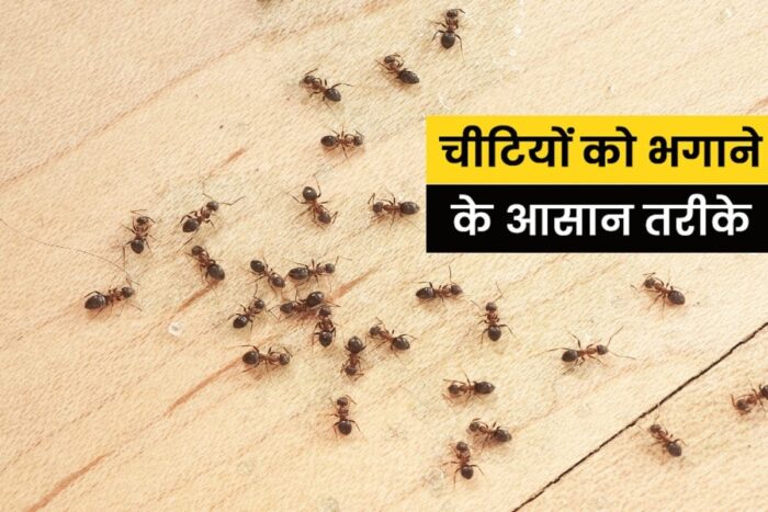 How to Get Rid of Ants : घर में चीटियों के आतंक से हैं परेशान? तो आजमाएं ये 5 तरीके घर में नहीं दिखेंगी चीटियां 