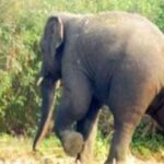 CG NEWS : खेत में सब्जी तोड़ने जा रहे युवक पर हाथियों ने किया हमला, कुचलकर ले ली जान 