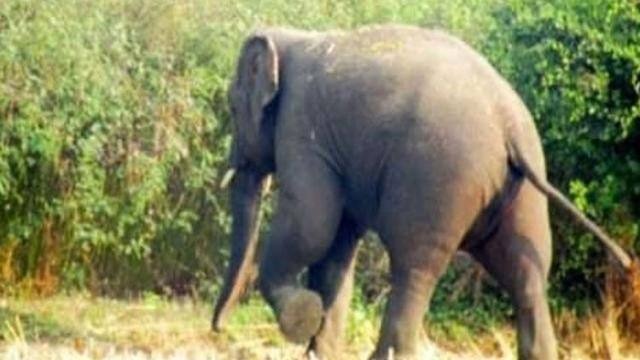 CG NEWS : खेत में सब्जी तोड़ने जा रहे युवक पर हाथियों ने किया हमला, कुचलकर ले ली जान 