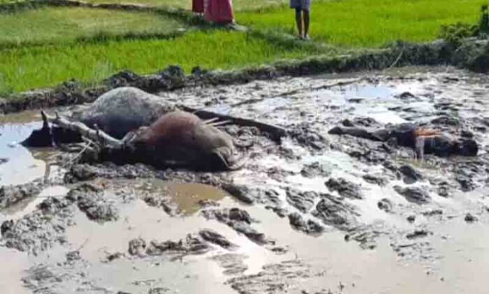 CG BIG NEWS : विद्युत विभाग की बड़ी लापरवाही : खेत की जुताई कर रहे किसान पर गिरा बिजली का तार, मवेशियों के साथ मौके पर हुई मौत, ग्रामीणों ने किया चक्काजाम…