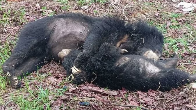 CG NEWS : करंट लगने से मादा भालू और उसके बच्चे की मौत, खेत में लगाए बोर के तार की चपेट में आने से हुआ हादसा 