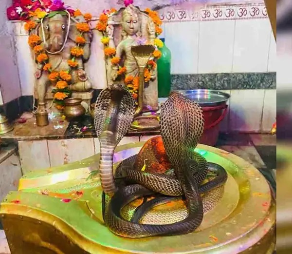 RAIPUR NEWS : सावन में हर साल भोलेनाथ के दर्शन को पहुँचता है नाग-नागिन का यह जोड़ा, कई रहस्यों से जुड़ा है यह मंदिर