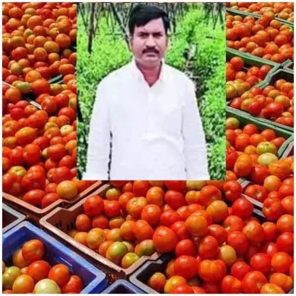 Tomato Price : टमाटर बेचकर 10वीं फेल किसान बना करोड़पति, एक महीने में 1.8 करोड़ कमाए