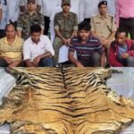 CG CRIME NEWS : बाघ के खाल की तस्करी करते 4 आरोपी गिरफ्तार, 20 लाख के बाघ खाल सहित अन्य अवशेष जब्त 