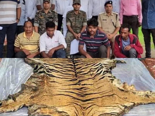 CG CRIME NEWS : बाघ के खाल की तस्करी करते 4 आरोपी गिरफ्तार, 20 लाख के बाघ खाल सहित अन्य अवशेष जब्त 