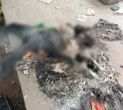 CG CRIME NEWS : मंदिर से त्रिशूल निकालकर युवक की निर्मम हत्या, फिर पेट्रोल डालकर जलाया शव, हत्यारों की तलाश जारी 