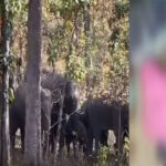 CG NEWS : हाथियों का आतंक: घर में घुसकर गजराज ने महिला को उतारा मौत के घाट, दहशत में लोग 