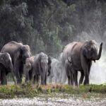 CG NEWS : जिले में हाथियों ने मचाया उत्पात: 20 एकड़ फसल को किया बर्बाद, अलर्ट मोड में वन विभाग की टीम 