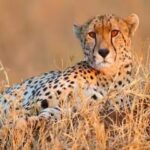 Kuno Cheetahs Died:  कूनो में एक और चीते ने तोड़ा दम, अबतक इतने की हुई मौत