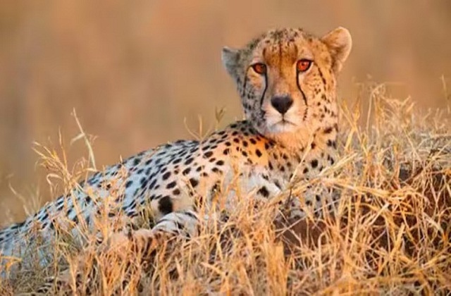 Kuno Cheetahs Died:  कूनो में एक और चीते ने तोड़ा दम, अबतक इतने की हुई मौत