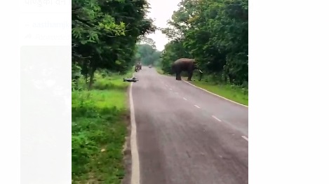 CG BREAKING : दतैल हाथियों ने बाइक सवार पर किया हमला, युवकों ने इस तरह बचाई जान