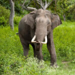 CG NEWS : चिल्लाते रहे लोग पर नहीं सुनी महिला, बेटी के घर जाने के दौरान हाथी ने उठाकर पटका, हुई मौत  