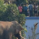Breaking News : हाथियों ने गांव में मचाया उत्पात, खेतों और बाड़ियों में लगी सब्जियों को पहुंचा नुकसान, ग्रामीणों में दहशत का माहौल