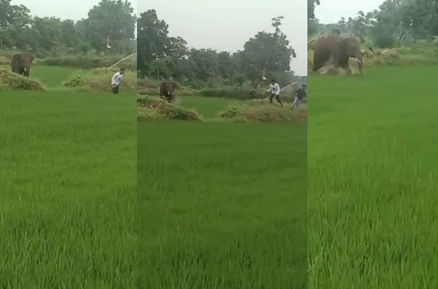 Elephant Attack : छत्तीसगढ़ में हाथियों का आतंक : हमले से एक व्यक्ति की मौत, 3 घायल...