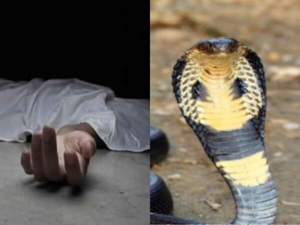 CG NEWS : स्नेक कैचर को सांप पकड़ना पड़ा महंगा, कोबरा के काटने से मौत 