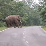 CG Breaking News : राजिम और धमतरी के जंगल में दंतैल हाथी कर रहे विचरण, वनविभाग ने जारी किया हाईअलर्ट