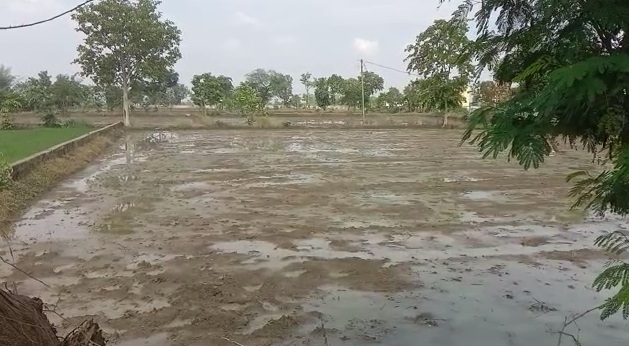 CG NEWS : रोपाई में आई तेजी : इस बारिश ने दिया फसलों को जीवनदान, किसानों के चेहरे में खुशी की लहर