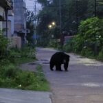 CG NEWS : सुबह-सुबह रिहायशी इलाके में घूमता दिखा भालू, दहशत से घरों में दुबके लोग