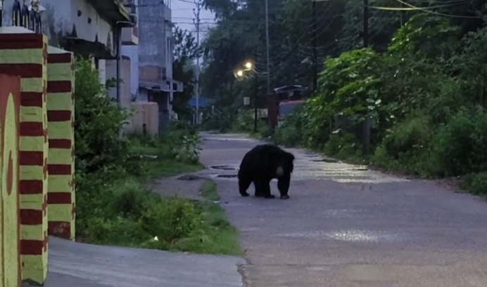 CG NEWS : सुबह-सुबह रिहायशी इलाके में घूमता दिखा भालू, दहशत से घरों में दुबके लोग