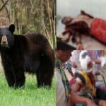 CG NEWS : खेत पर जाते 2 किसान पर भालू ने किया जानलेवा हमला, एक की मौत, दूसरा गंभीर रूप से अस्पताल में भर्ती
