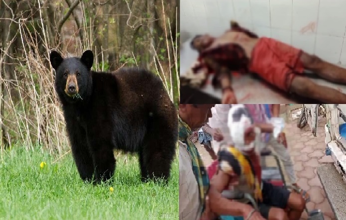 CG NEWS : खेत पर जाते 2 किसान पर भालू ने किया जानलेवा हमला, एक की मौत, दूसरा गंभीर रूप से अस्पताल में भर्ती