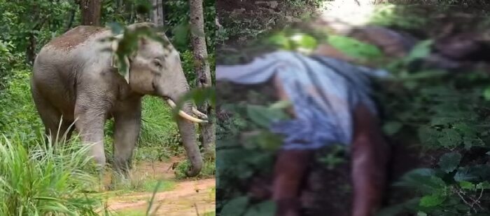 CG NEWS : हाथियों ने ली एक और ग्रामीण की जान, लोगों में दहशत, वन अमले ने की ये अपील