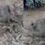 CG NEWS : कटघोरा वन मंडल में बच्चा हाथी की मौत, क्षेत्र में फैली सनसनी, जांच में जुटी वन विभाग की टीम