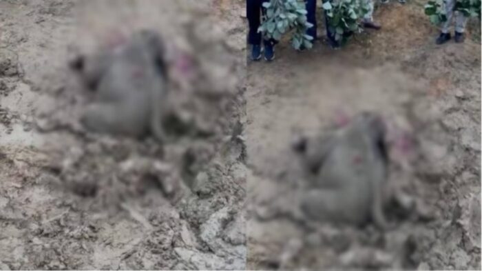 CG NEWS : कटघोरा वन मंडल में बच्चा हाथी की मौत, क्षेत्र में फैली सनसनी, जांच में जुटी वन विभाग की टीम
