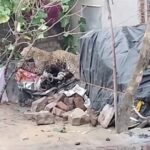 CG BREAKING NEWS : जाली में फंसे तेंदुए की मौत, मौके पर पहुंची वन विभाग की टीम, ग्रामीणों में दहशत 
