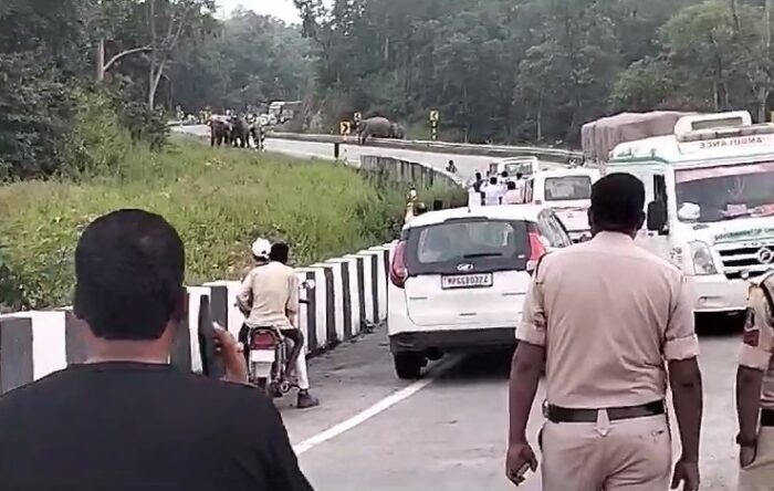 CG NEWS : कटघोरा-अंबिकापुर नेशनल हाईवे पर पहुंचा हाथियों का दल, थम गए वाहनों के पहिए