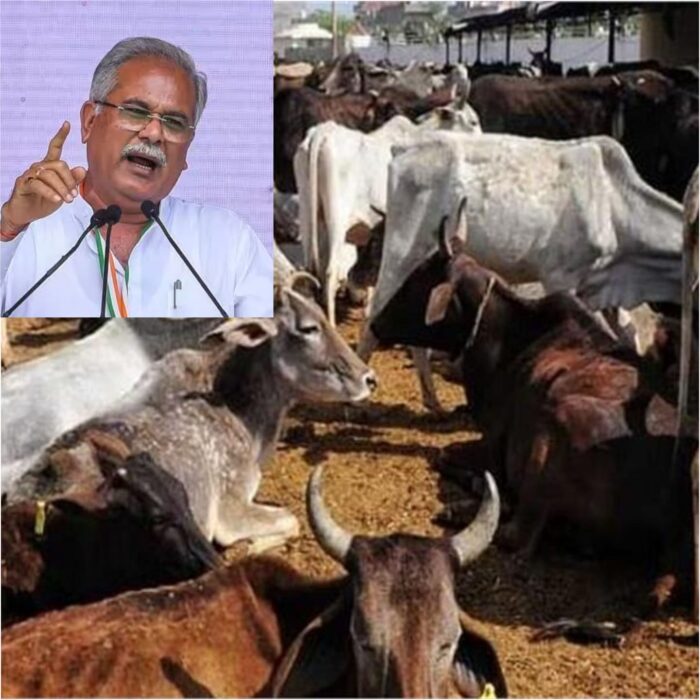 CG BREAKING : गौठानों में लगातार हो रही मवेशियों की मौत, अब एक्शन में भूपेश सरकार, जारी किए निर्देश 