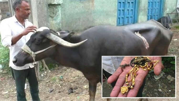Buffalo Gulps Gold Mangalsutra : दो लाख रुपये के सोने का मंगलसूत्र खा गई भैंस, डॉक्टर ने पेट काटकर निकाला, 60 टांके लगाए