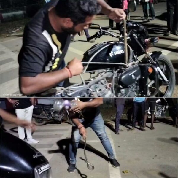 CG VIDEO : बाइक में घुसकर बैठा रहा कोबरा सांप, चालक ने सूझबूझ से बचाई जान, फिर किया गया रेस्क्यू