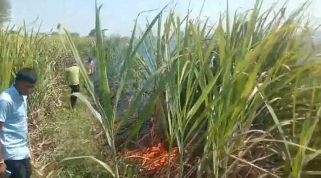 CG BIG NEWS : शार्ट सर्किट से गन्ने की फसल में लगी आग, किसानों को लाखों का नुकसान