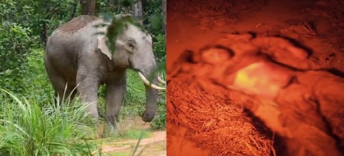 CG NEWS : कटघोरा में हाथियों का आतंक : दंतैल हाथी के हमले में गई युवक की जान, पिकनिक मनाकर वापस लौट रहा था मृतक