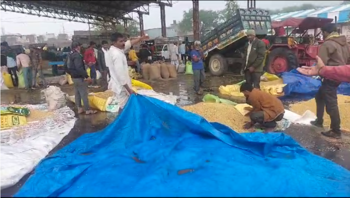MP NEWS : किसानों की फसलें बारिश के पानी में हो रही खराब, अधिकारी को सूचित करने के बाद भी नहीं हो रही सुनवाई