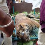 MP NEWS : कुएँ में गिरने से बाघ की मौत, दो दिन पूर्व की घटना होने की आशंका 